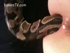 Bitch can't wait for the snake to make its way up her wet slit.
